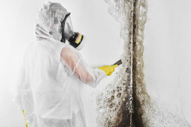Best Mold Cleaning Services  in Shell Ridge, CA